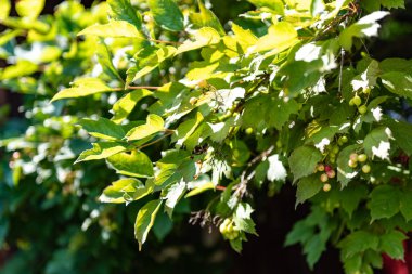Bir dalda böğürtlen. Bir meyve bahçesi. Yaz sezonu. Hasat et.