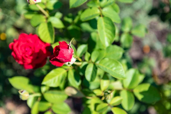 Flores Rosa Roja Sobre Fondo Hierba Verde Jardín Con Flores —  Fotos de Stock