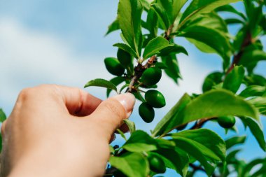Yaprakları ve yeşil erikleri olan yeşil bir dal. Mavi gökyüzü arkaplanı.