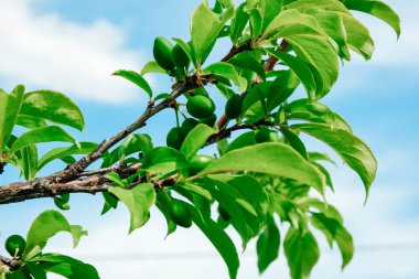 Yaprakları ve yeşil erikleri olan yeşil bir dal. Mavi gökyüzü arkaplanı.