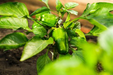 Yeşil biberler dalda, yakın plan, yumuşak odaklı.