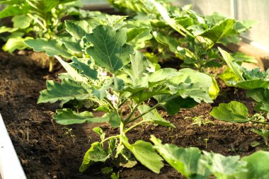 Bahçe hasatı Patlıcan çalıları. Patlıcan çiçek açıyor..