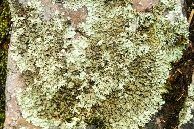 Doğal bir parkta eski ağaç gövdeleri. Güzel manzara.