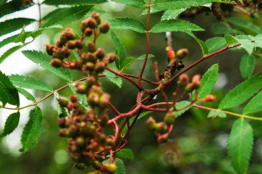 Güneşin altında güzel yeşil bir tarla. Arkaplan.
