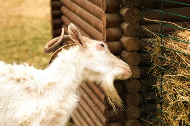 White horned goat head on a natural background