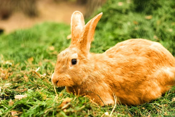 Orange Rabbit Big Ears Fresh Green Forest Easter Bunny — Stock Photo, Image