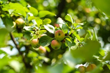 Bahçede bir elma ağacı. Bir dalda elmalar. Taze.