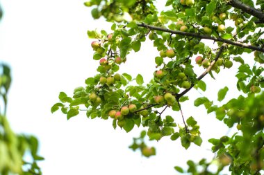 Bahçede bir elma ağacı. Bir dalda elmalar. Taze.