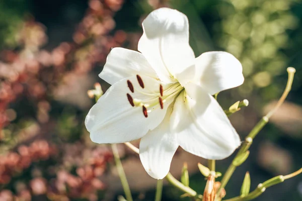 Крупный План Белого Цветка Лилии Цветущего Саду Летний Сад — стоковое фото