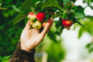 Bahçedeki bir adamın ellerinde kırmızı elmalar. Çevresel ürünler. Organik.