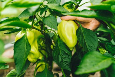 Bahçedeki bir adamın ellerinde biber. Çevresel ürünler. Organik.