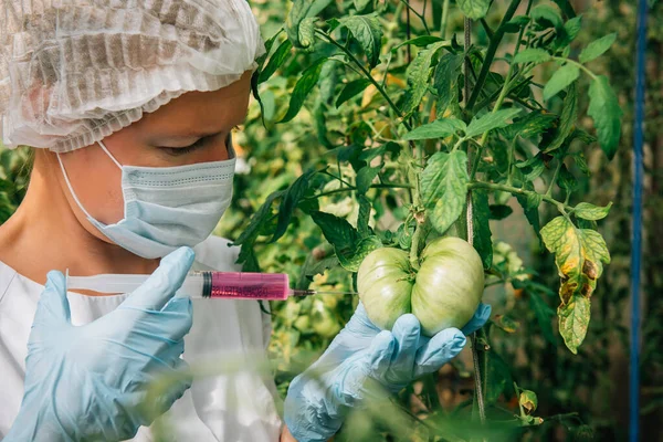 Female scientist in mask and gloves injects chemicals into tomatoes hanging from branches in a greenhouse, close up. Genetically modified vegetables concept. GMO and pesticide modification.