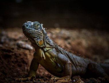 Roatan, Honduras 'taki iguana çiftliğinde iguana teşhisi.