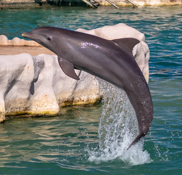 Delfines Jugando Parque Acuático Para Diversiones Populares Riviera Maya México —  Fotos de Stock