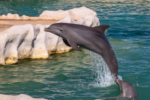 Delfines Jugando Parque Acuático Para Diversiones Populares Riviera Maya México —  Fotos de Stock