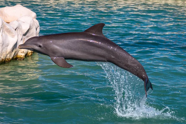 Delfines Jugando Parque Acuático Para Diversiones Populares Riviera Maya México —  Fotos de Stock