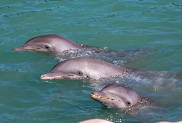 Delfines Jugando Parque Acuático Para Diversiones Populares Riviera Maya México —  Fotos de Stock