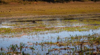 Everglades Manzaraları. Orlando Wetlands peyzajı bir bataklık teknesi turu sırasında ortaya çıkıyor