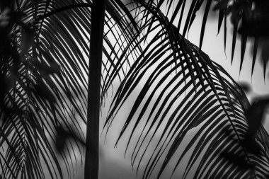 Tek renkli bitki örtüsü silueti. Kosta Rika 'daki Yağmur Ormanı Bitkisinin Soyut Maruziyeti. Duvardaki parmak izi ve çerçeve için harika..