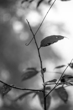 Tek renkli bitki örtüsü silueti. Kosta Rika 'daki Yağmur Ormanı Bitkisinin Soyut Maruziyeti. Duvardaki parmak izi ve çerçeve için harika..