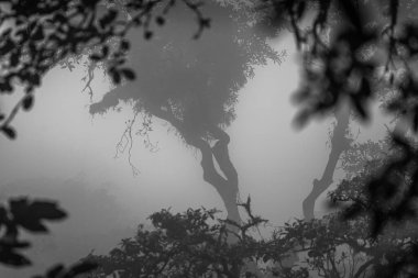 Tek renkli bitki örtüsü silueti. Kosta Rika 'daki Yağmur Ormanı Bitkisinin Soyut Maruziyeti. Duvardaki parmak izi ve çerçeve için harika..