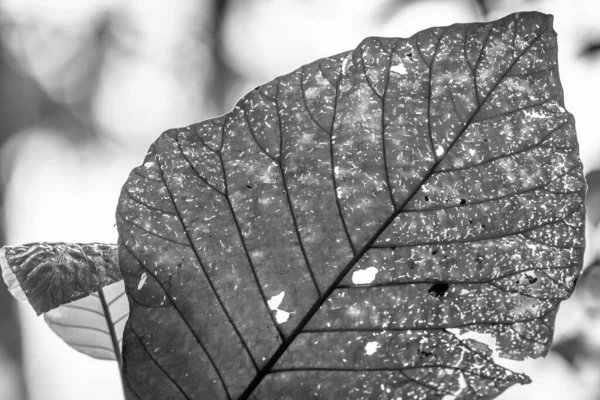 モノクロームの植生シルエット 概要コスタリカにおける熱帯雨林植生の露出 壁に印刷やフレームのための素晴らしい — ストック写真