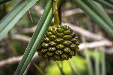 Close-up of a screw pine (Pandanus) fruit surrounded by long spiky green leaves in a tropical setting in Mauritius. This exotic plant is native to coastal regions and is known for its unique pineapple-like fruit. Ideal image for botanical themes, tro