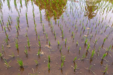 Malezya 'nın Langkawi kentindeki sel basmış bir çeltik tarlasında büyüyen genç pirinç bitkilerinin yakın çekimi. Gökyüzünün yansıması ve çevreleyen bitki örtüsü doğal, sakin bir atmosfer yaratır. Tarım, çevre ve sürdürülebilirlikle ilgili proje için ideal