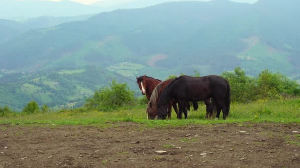 Karpatlar 'da atlar dağda ot yer. — Stok video