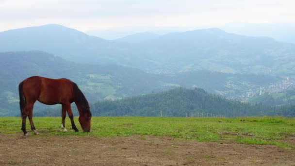 Paard eet gras op de achtergrond van de Karpaten — Stockvideo