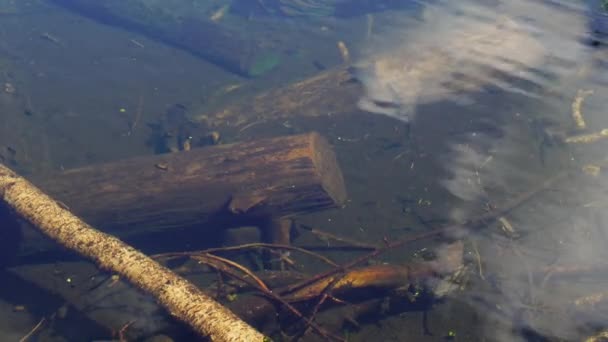 Agua clara de un lago de montaña — Vídeo de stock