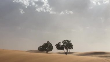 Rüzgarlı havada çölde yalnız bir ağaç. Kum fırtınasının başlangıcı