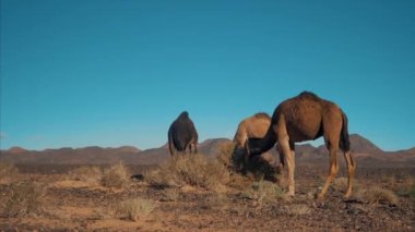Güneşli bir günde, çölde, dağ sırtı yakınlarında çalıları yiyen kahverengi develer. 