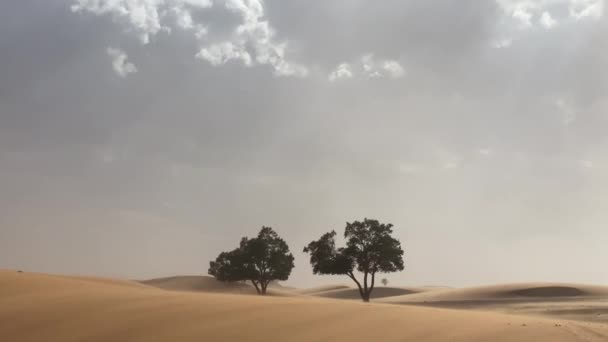 Albero solitario nel deserto con tempo ventoso. inizio della tempesta di sabbia — Video Stock