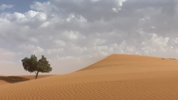 Árbol solitario en el desierto en tiempo ventoso. inicio de tormenta de arena — Vídeo de stock