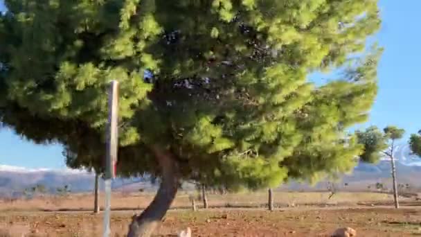 Вид из машины пейзажей с горами, деревьями, пустыней Морчо — стоковое видео