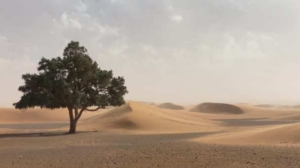 Eenzame boom in de woestijn bij winderig weer. begin van zandstorm — Stockvideo