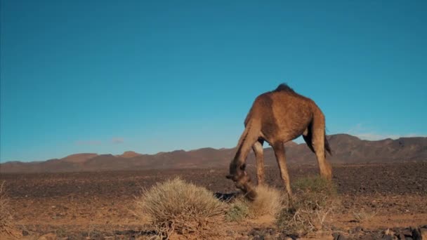 Camellos marrones comiendo arbustos en el desierto cerca de la cresta de la montaña en un día soleado — Vídeos de Stock