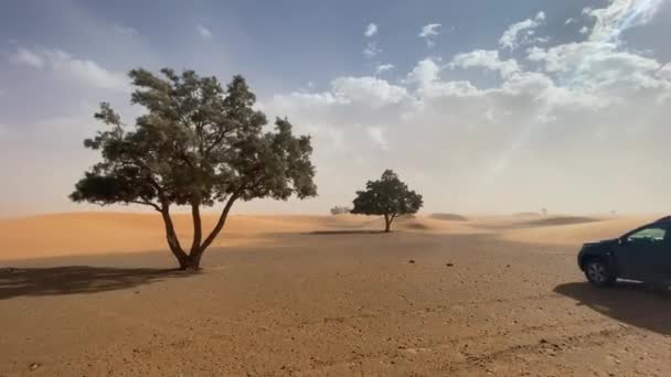 Auto beweegt in de woestijn in de ochtend tussen de bomen, groothoek — Stockvideo