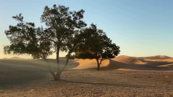 Lonely tree in desert in windy weather. beginning of sandstorm — Stock Video