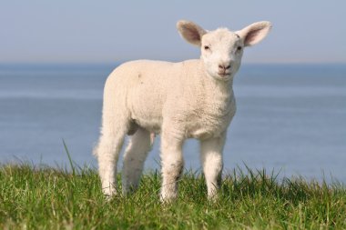 Little lamb on seawall clipart