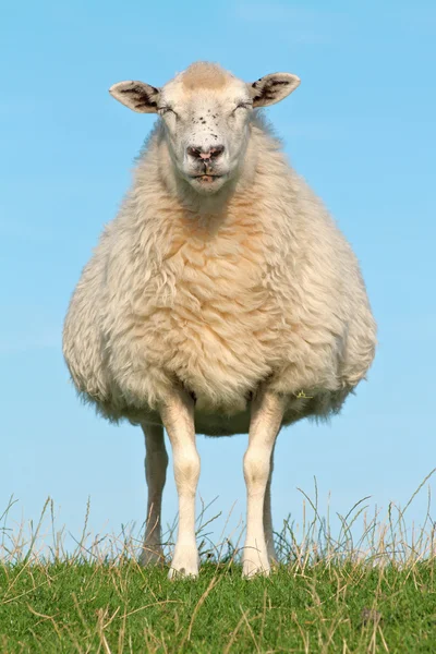 Meditating sheep on seawall Stock Picture