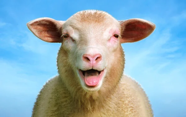 Funny sheep Royalty Free Stock Images