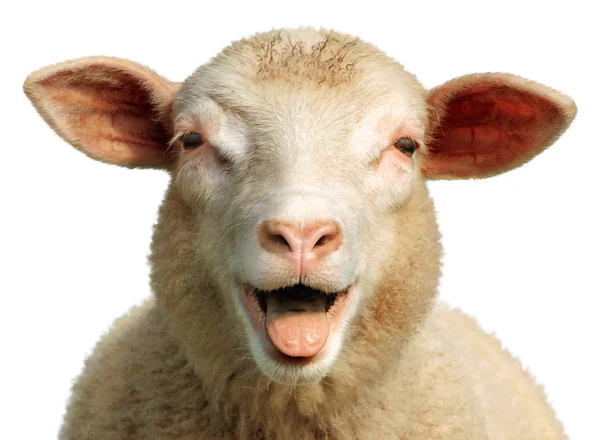 Funny sheep — Stock Photo, Image