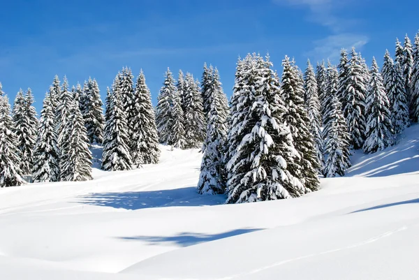 Verschneite Tannenbäume am Hang eines Berges Stockbild
