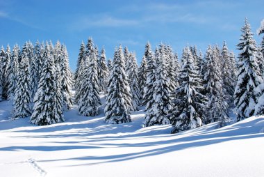 Kürk ağaçlar bir dağ yamacında kar kaplı