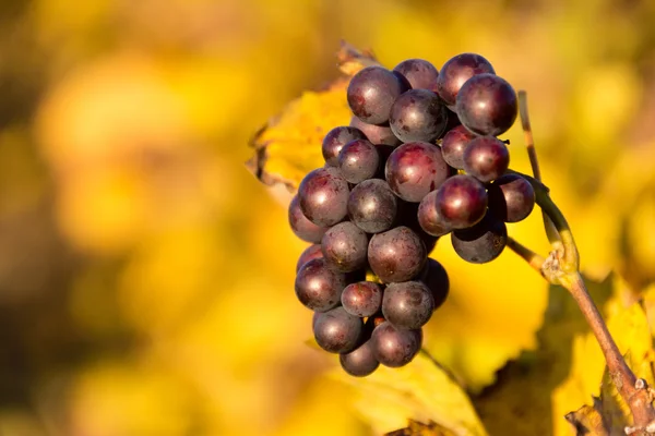 Grapes in a French vineyard in autumn — Stock Photo, Image