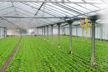 Bir seradaki sebzeler