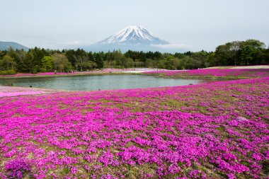 Fuji Dağı ve pembe çiçekler halı