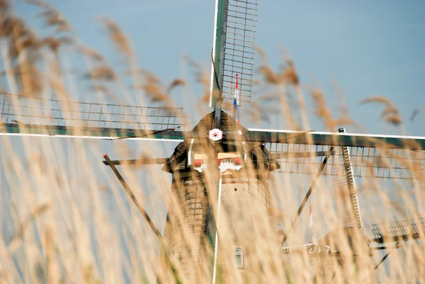 Mulino a vento olandese visto attraverso l'erba gialla — Foto Stock